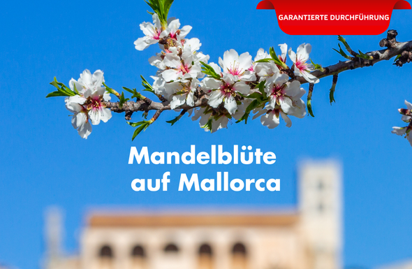 Blühender Mandelbaum im Vordergrund mit Stadt im Hintergrund.